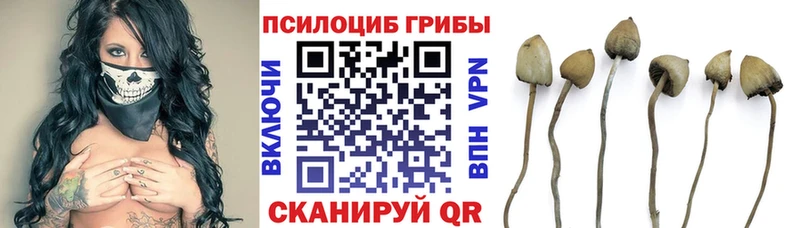 OMG зеркало  Темрюк  Псилоцибиновые грибы Psilocybe 